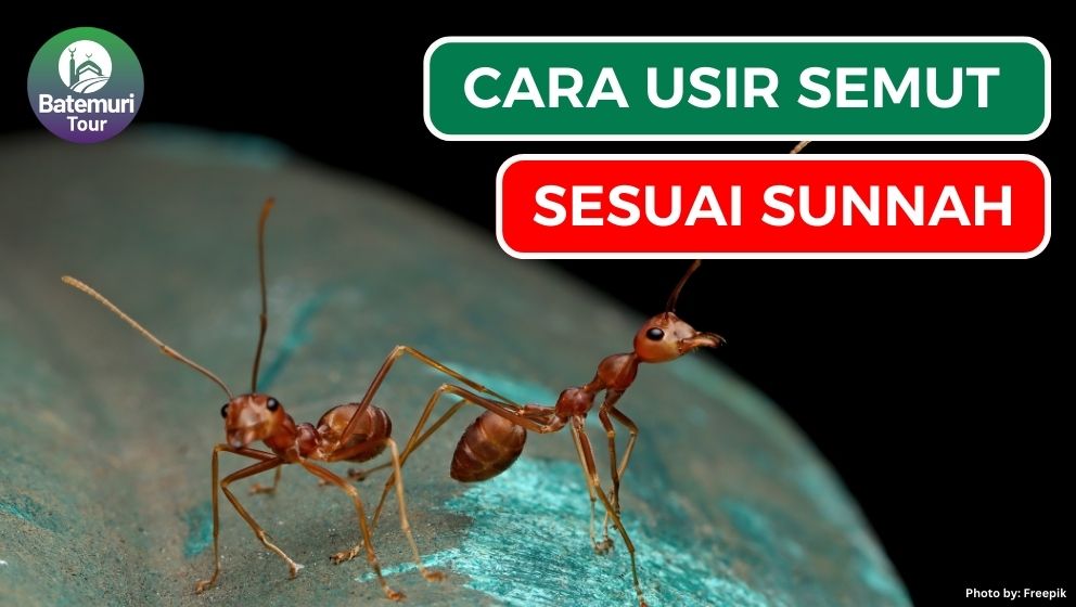 Larangan Bunuh Semut dan 4 Cara Mengatasinya Sesuai Sunnah, Yuk Simak!!